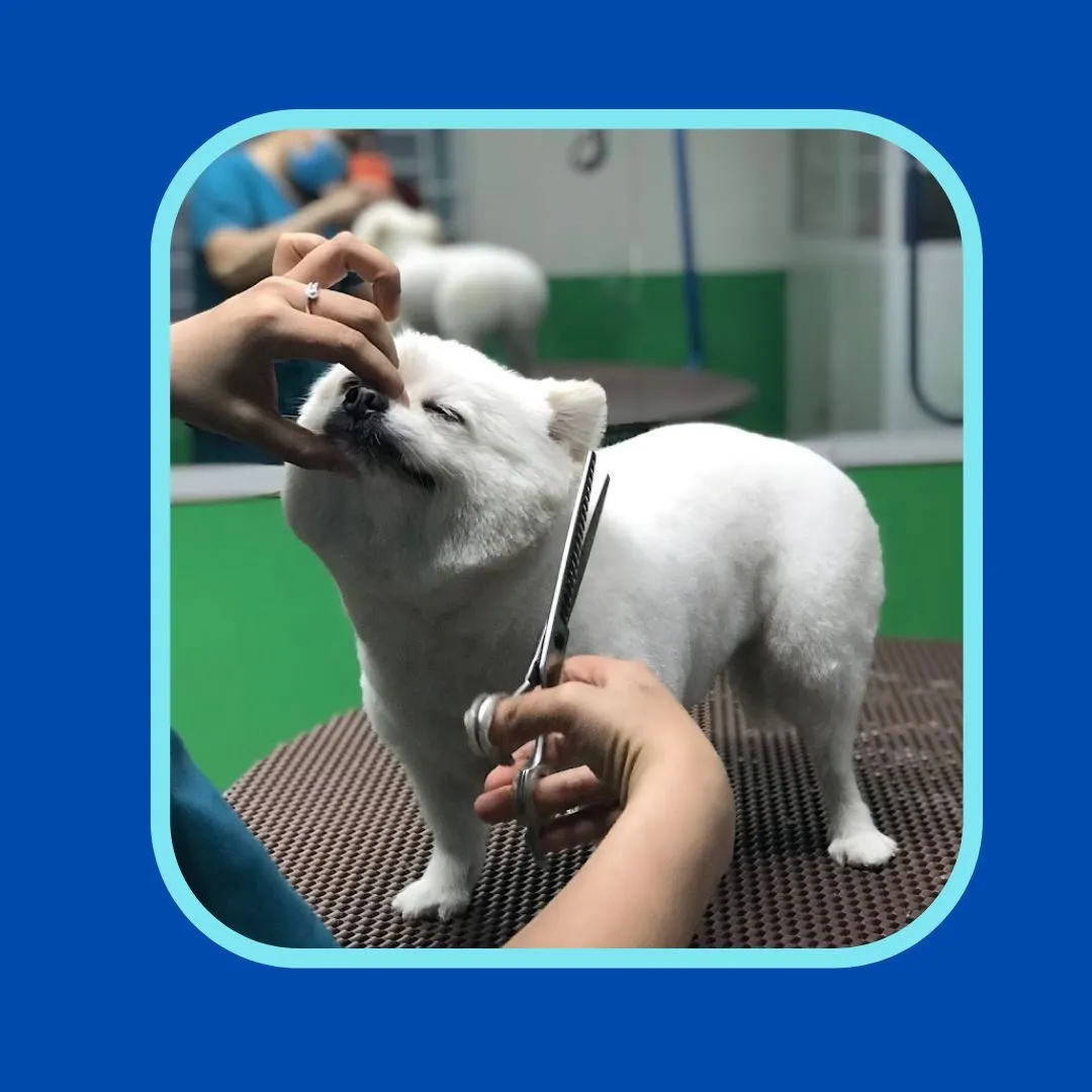 Bệnh viện thú y Win Pet