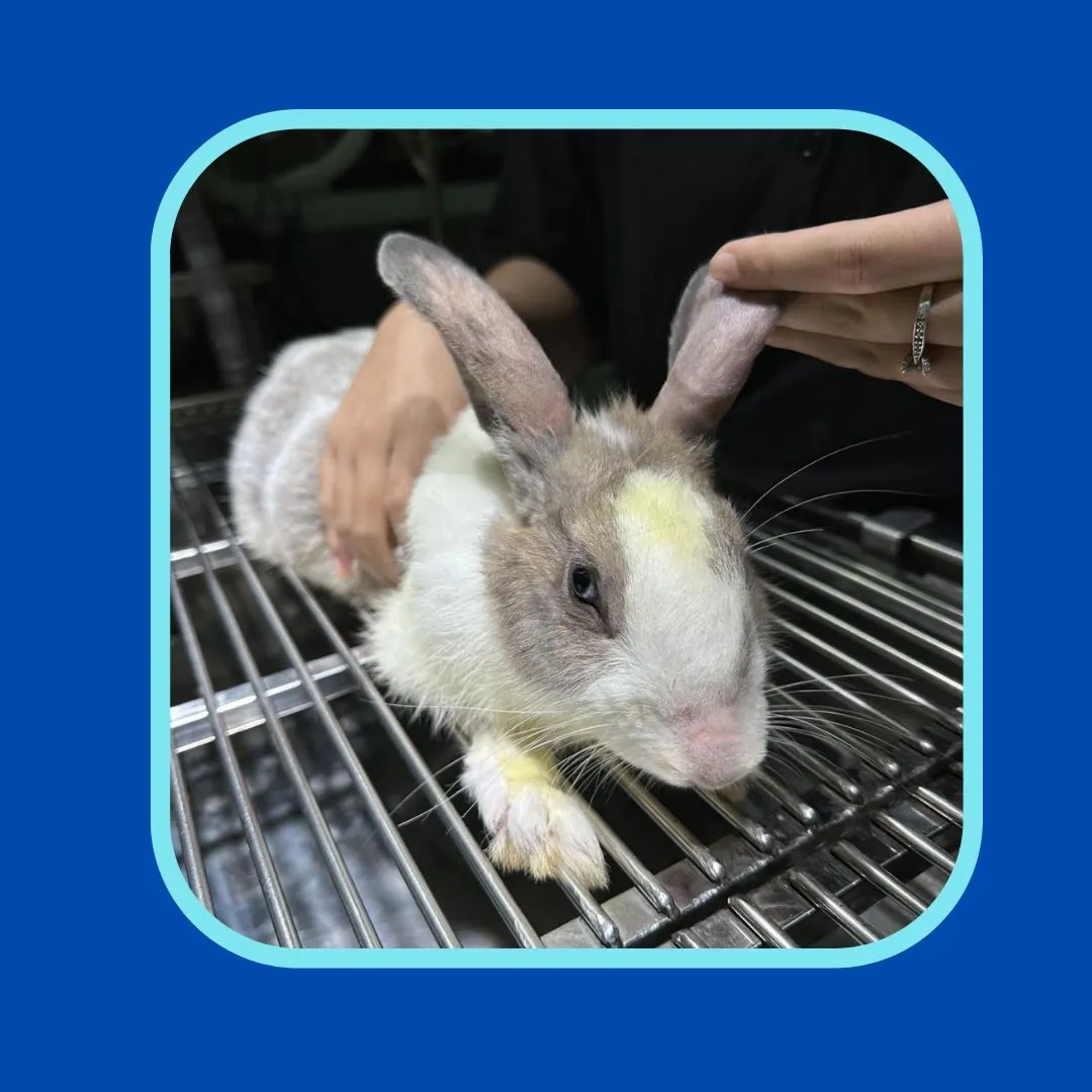 Phòng khám thú y & Petshop VIVA PET Clinic